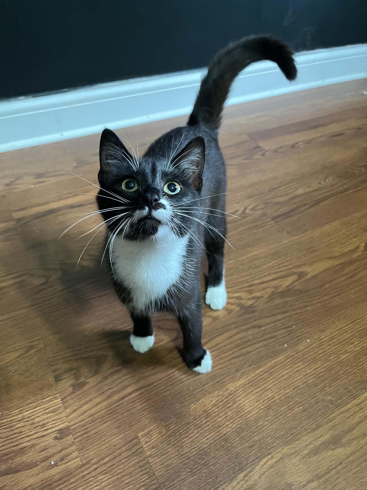 Ossie, Adoptable, Kitten Female Domestic Short Hair.
