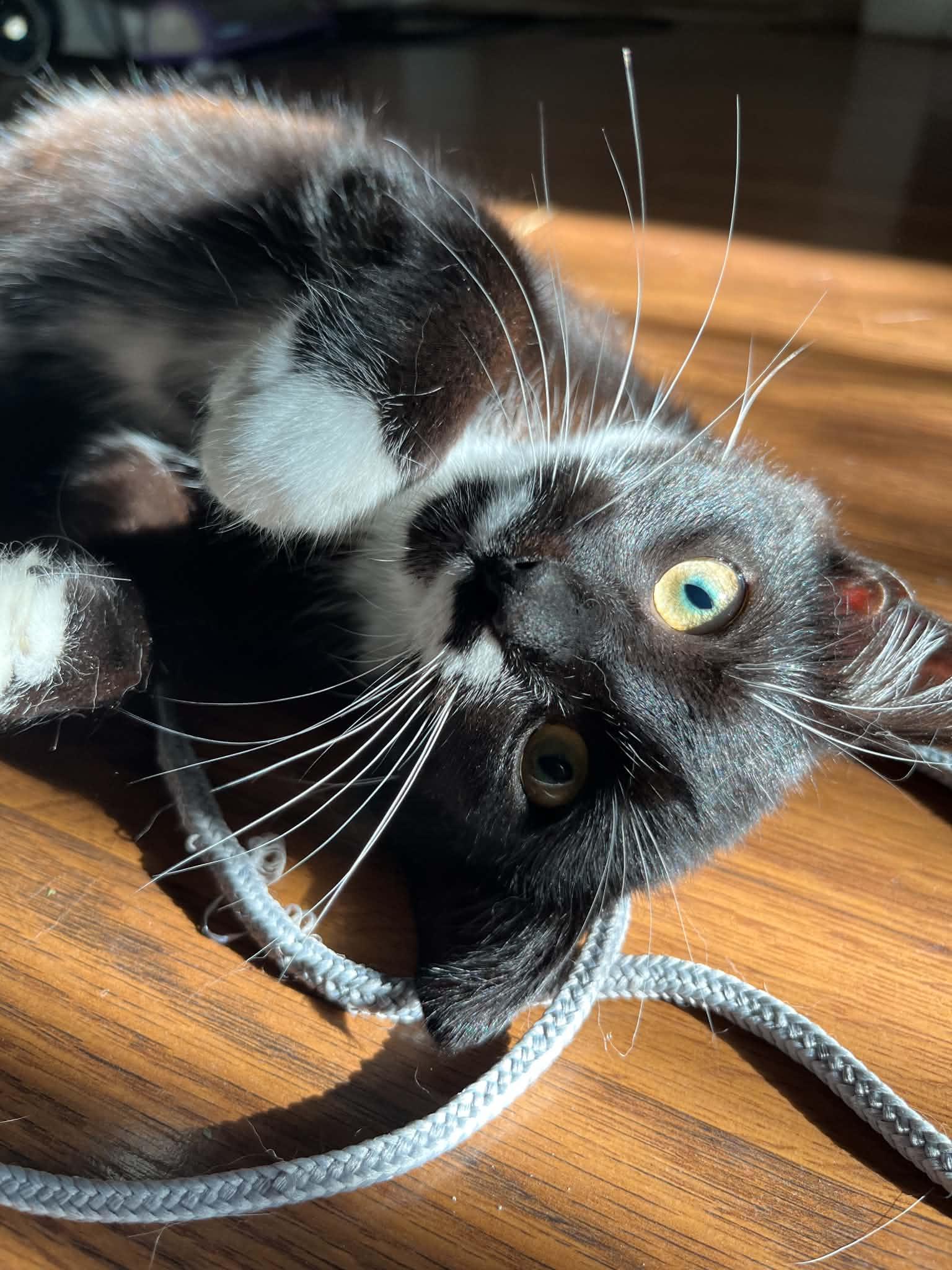 Enlarge Ossie, a Adoptable Domestic Short Hair in Campbellsville, KY image 2/6