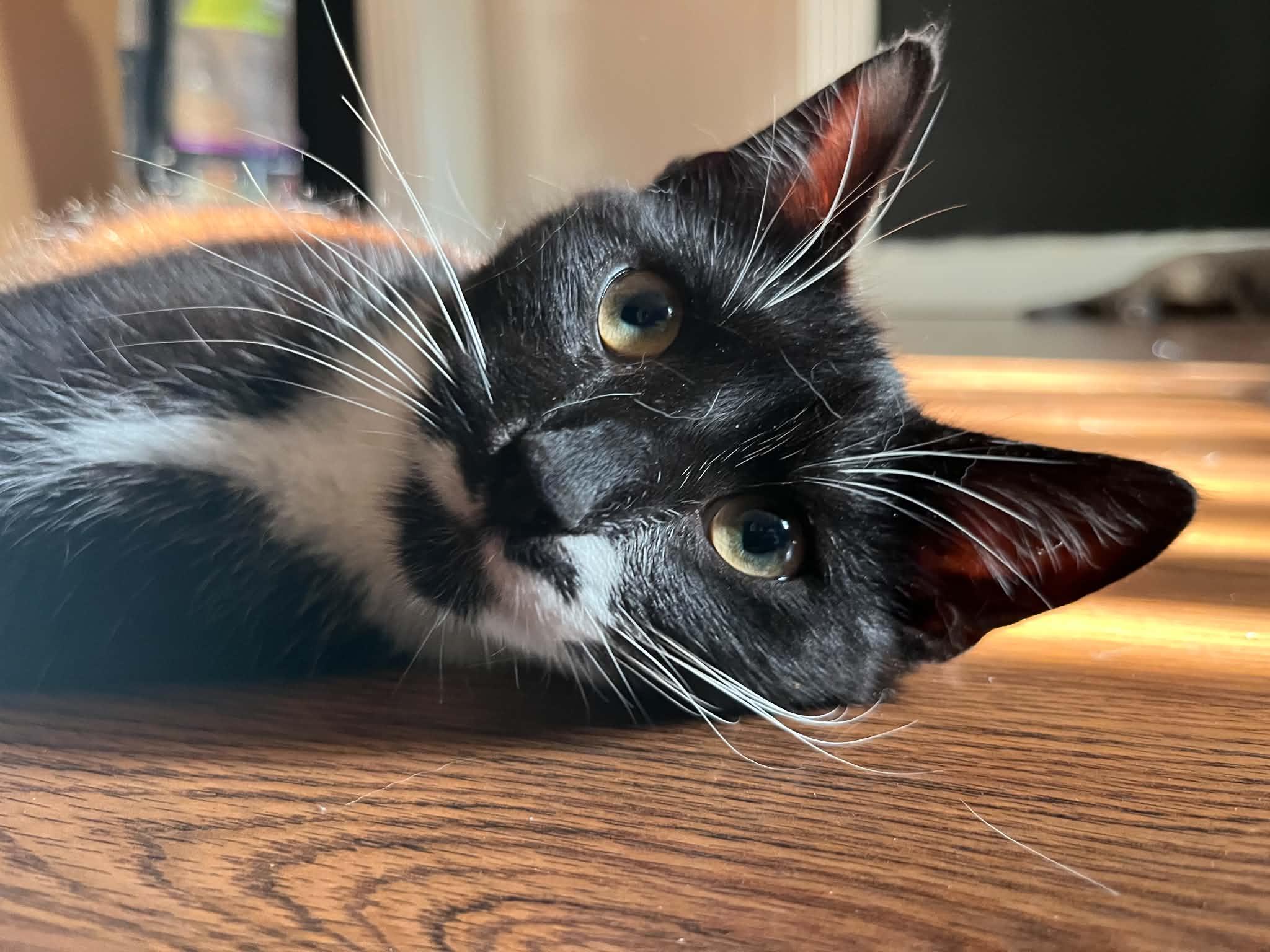 Enlarge Ossie, a Adoptable Domestic Short Hair in Campbellsville, KY image 6/6