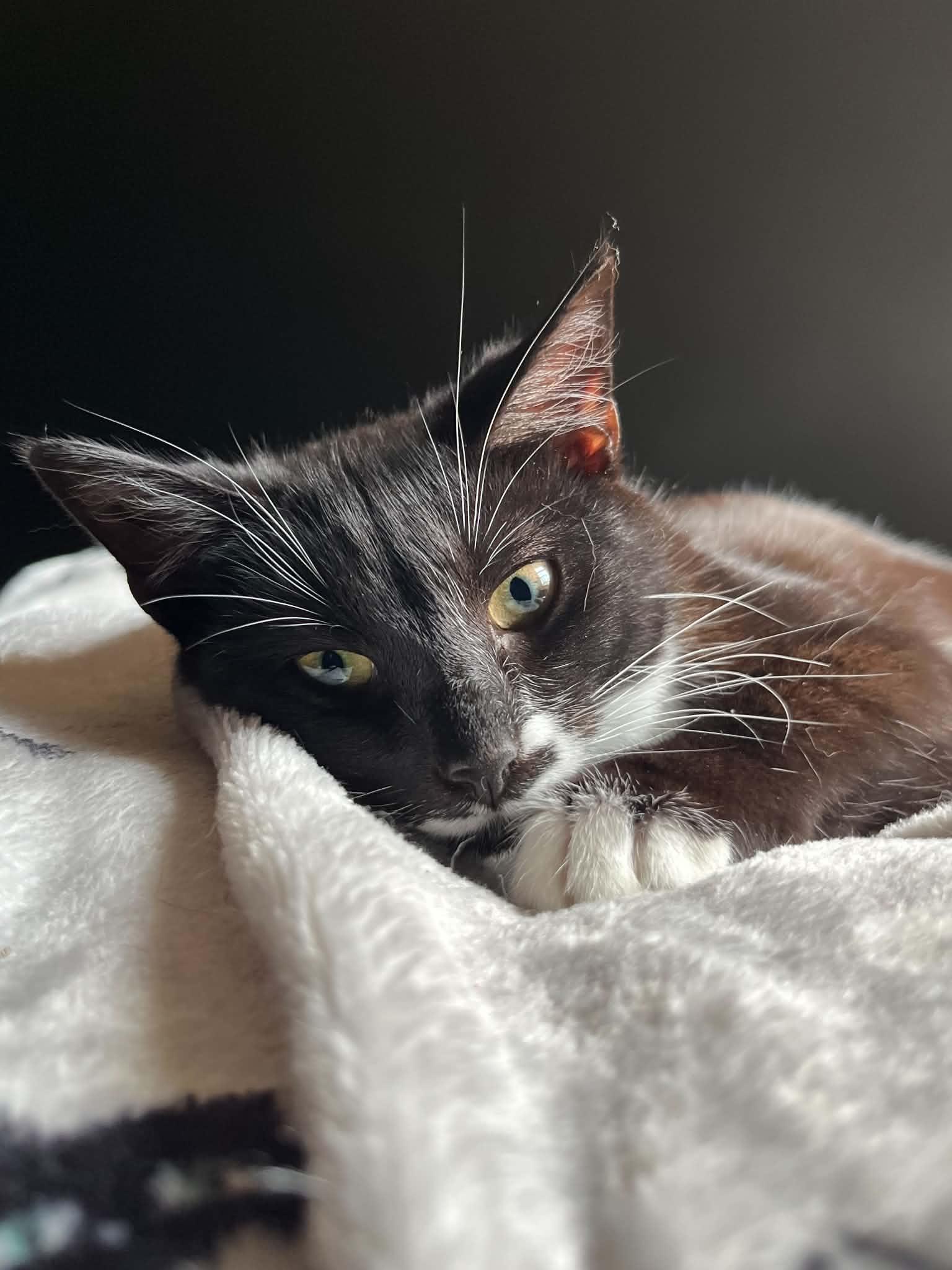 Enlarge Ossie, a Adoptable Domestic Short Hair in Campbellsville, KY image 4/6