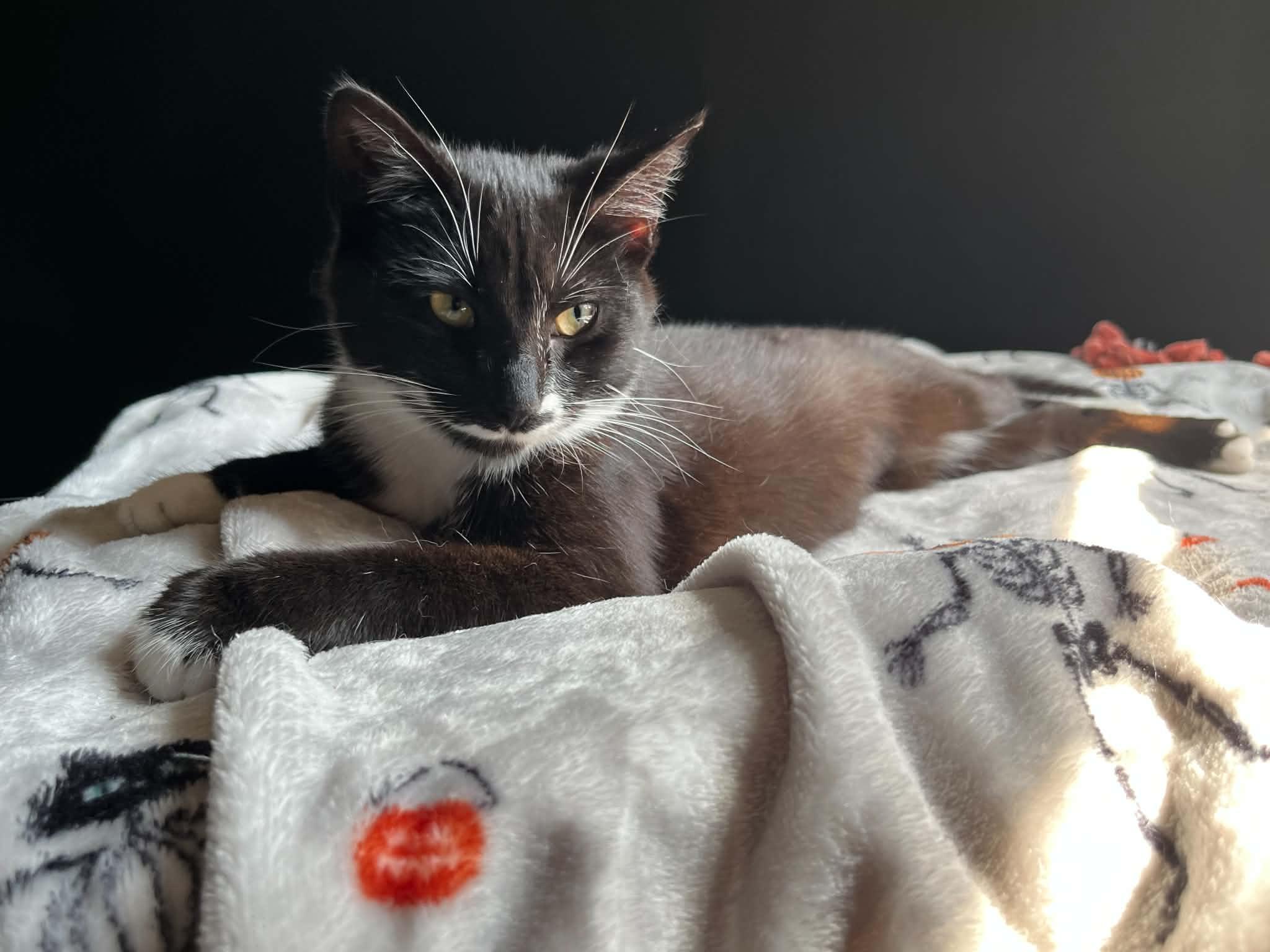 Enlarge Ossie, a Adoptable Domestic Short Hair in Campbellsville, KY image 3/6