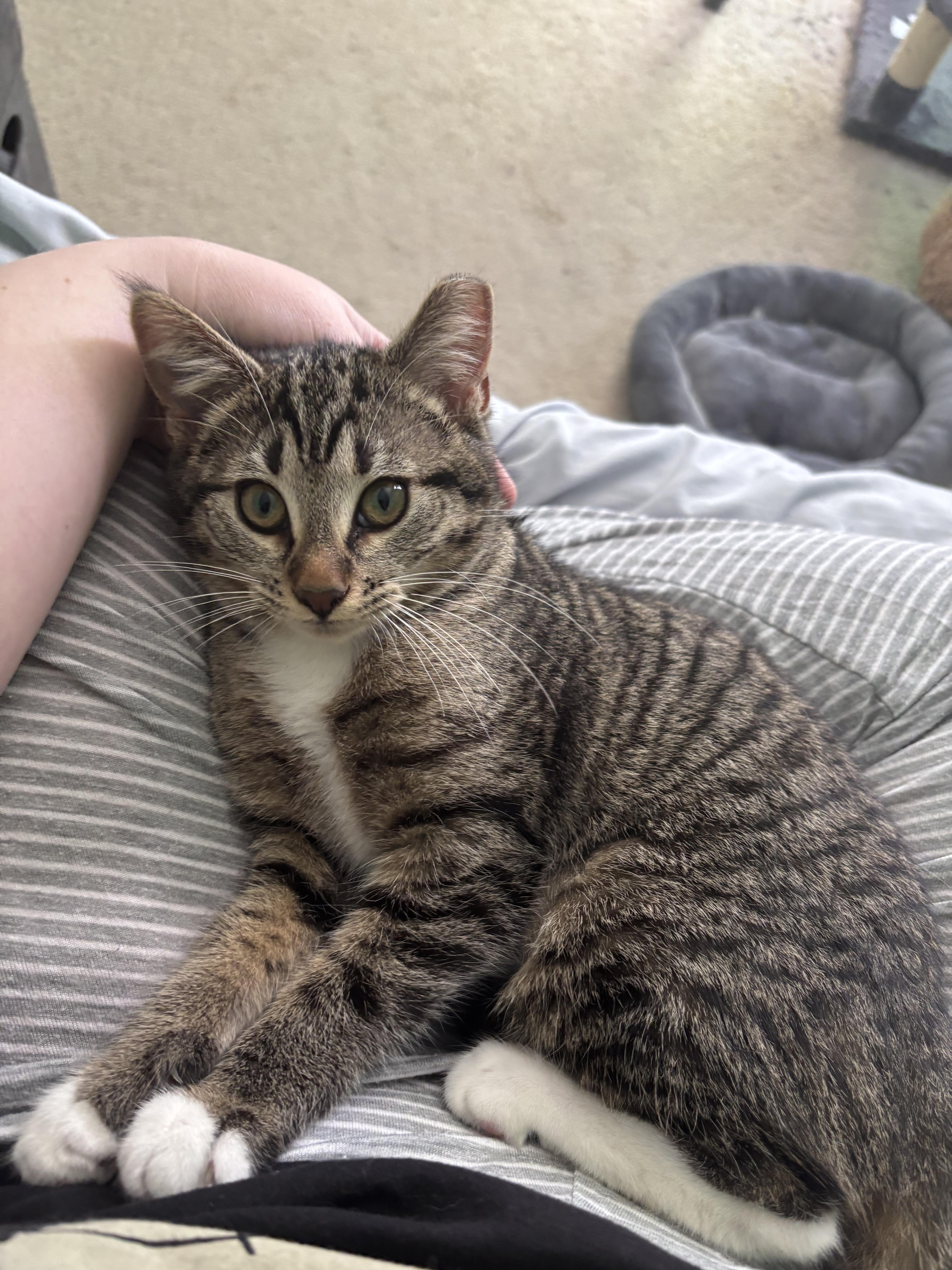 Nutmeg , a Adoptable Domestic Short Hair in Orlando, FL image 1/6