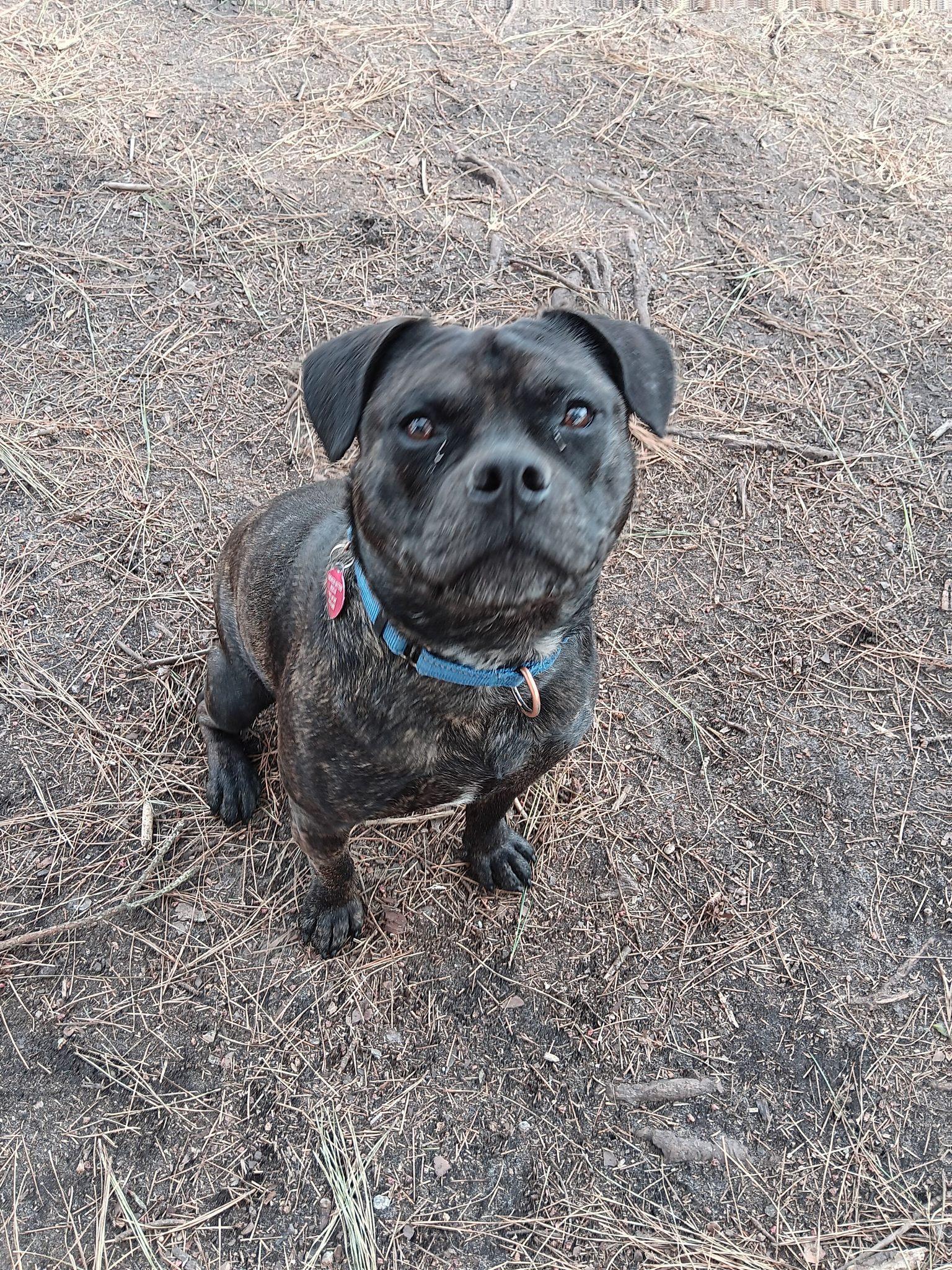 Pugsley, a Adoptable mixed breed in Berlin, MD image 1/3