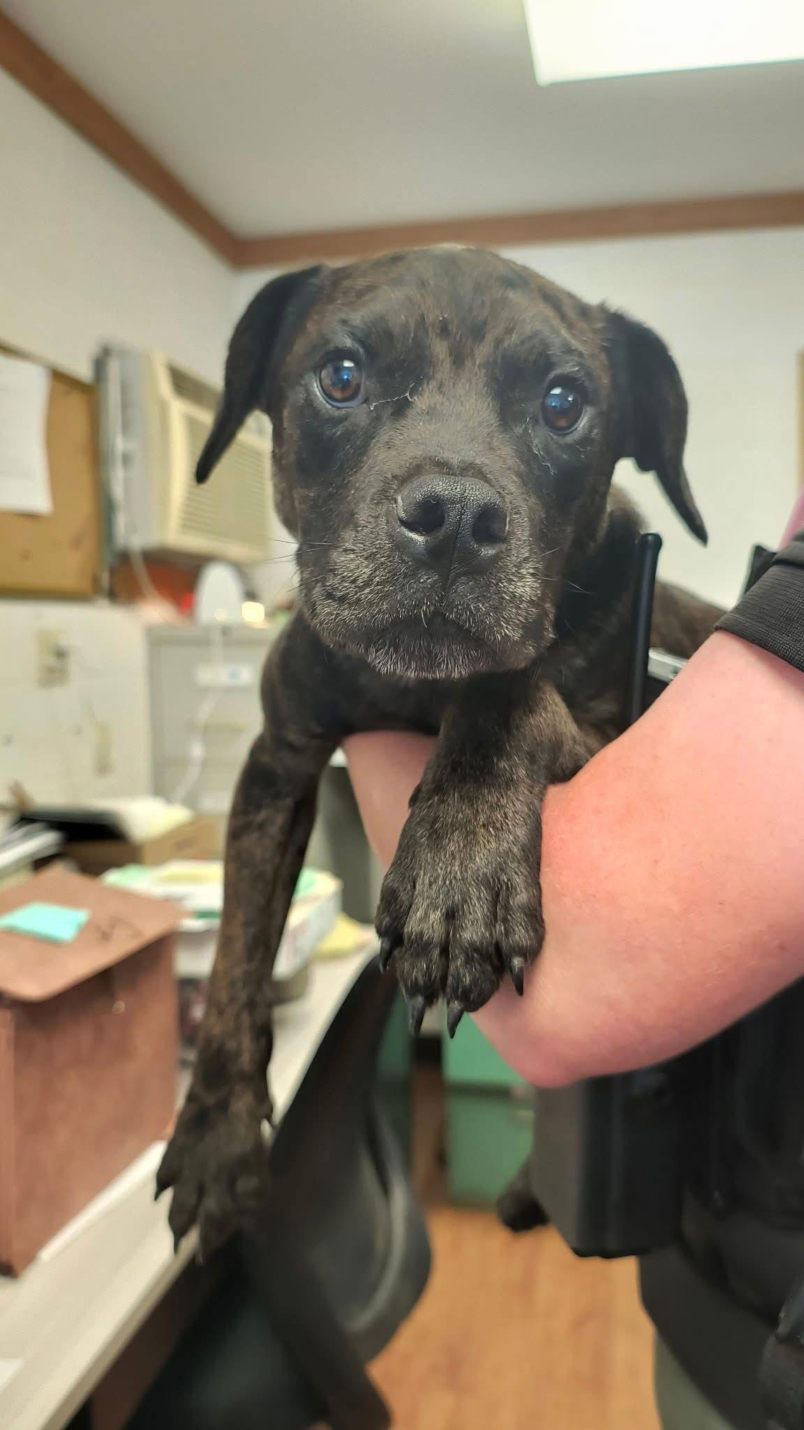 Pugsley, a Adoptable mixed breed in Berlin, MD image 2/3