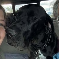 Willcox, a Adoptable Great Dane in Mesa, AZ image 3/3