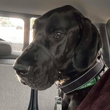 Willcox, a Adoptable Great Dane in Mesa, AZ image 1/3