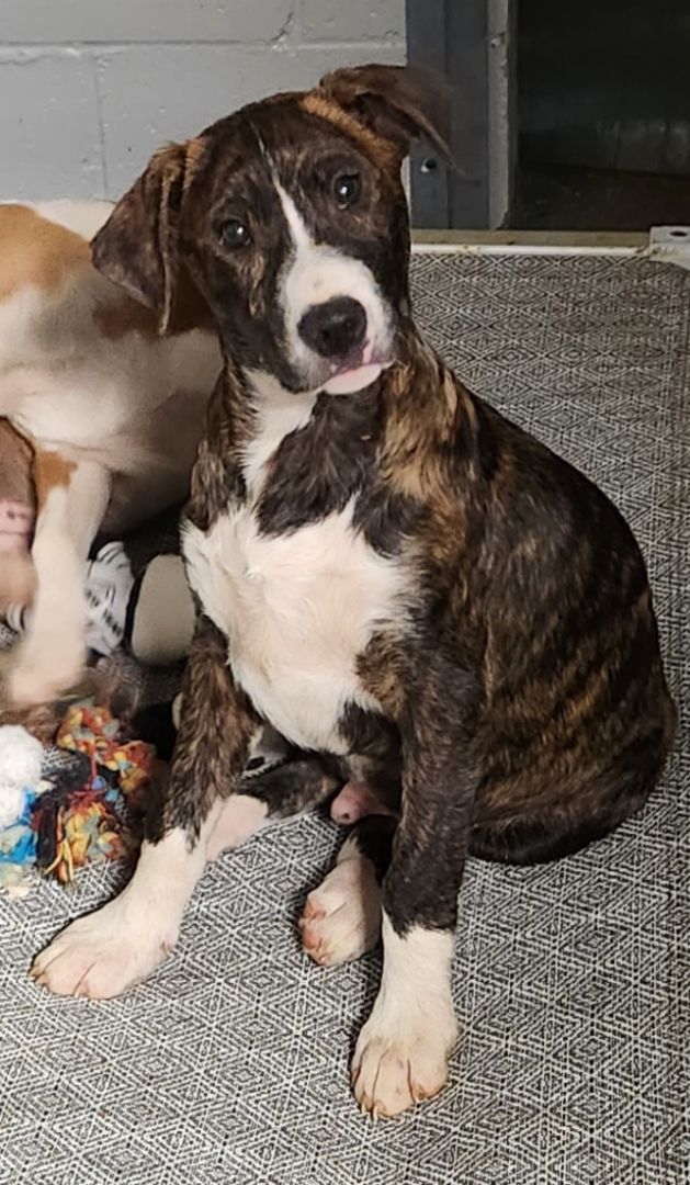 Zombie, a Adopted mixed breed image 1/3