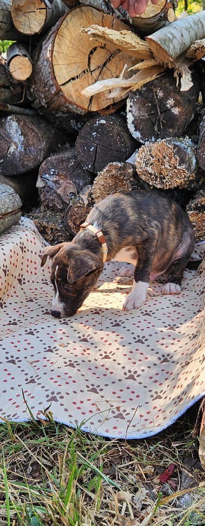 Zombie, a Adopted mixed breed image 2/3