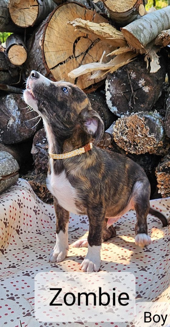 Zombie, a Adopted mixed breed image 3/3