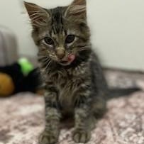 Benjamin Button, adopted, Kitten Male Domestic Medium Hair & Tabby.