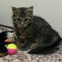 Enlarge Benjamin Button, an adopted mixed breed in Germansville, PA image 2/5