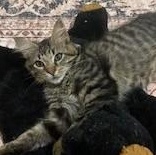 Enlarge Benjamin Button, an adopted mixed breed in Germansville, PA image 3/5