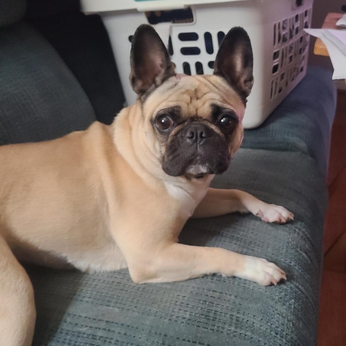 Enlarge Lady, an adoptable mixed breed in Mechanicsville, MD image 1/5