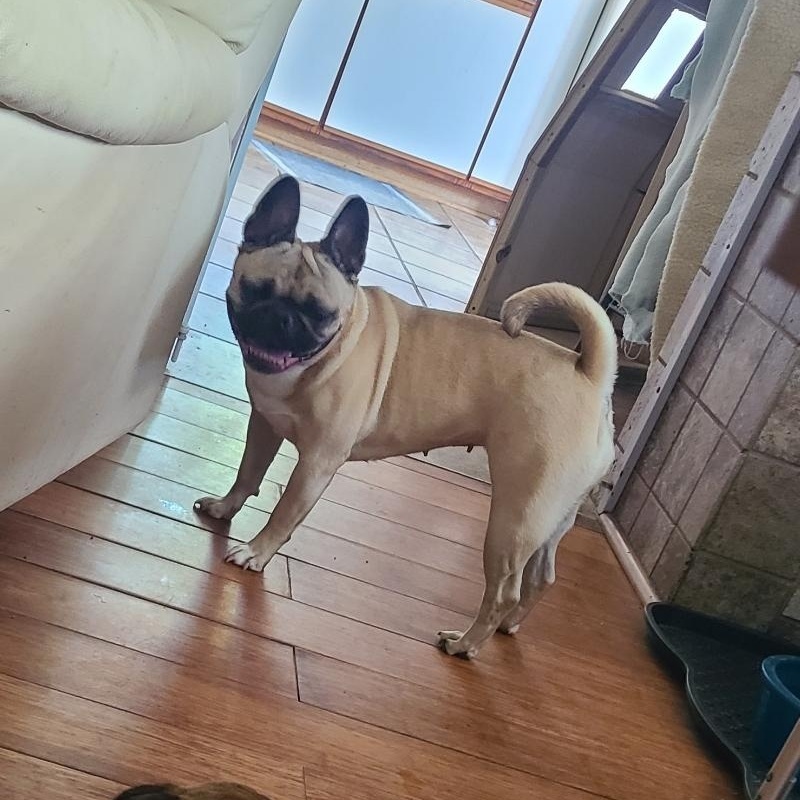 Enlarge Lady, an adoptable mixed breed in Mechanicsville, MD image 3/5