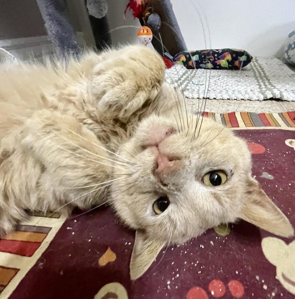 Enlarge Leroy, a Adoptable Domestic Short Hair in O'Fallon, MO image 1/3