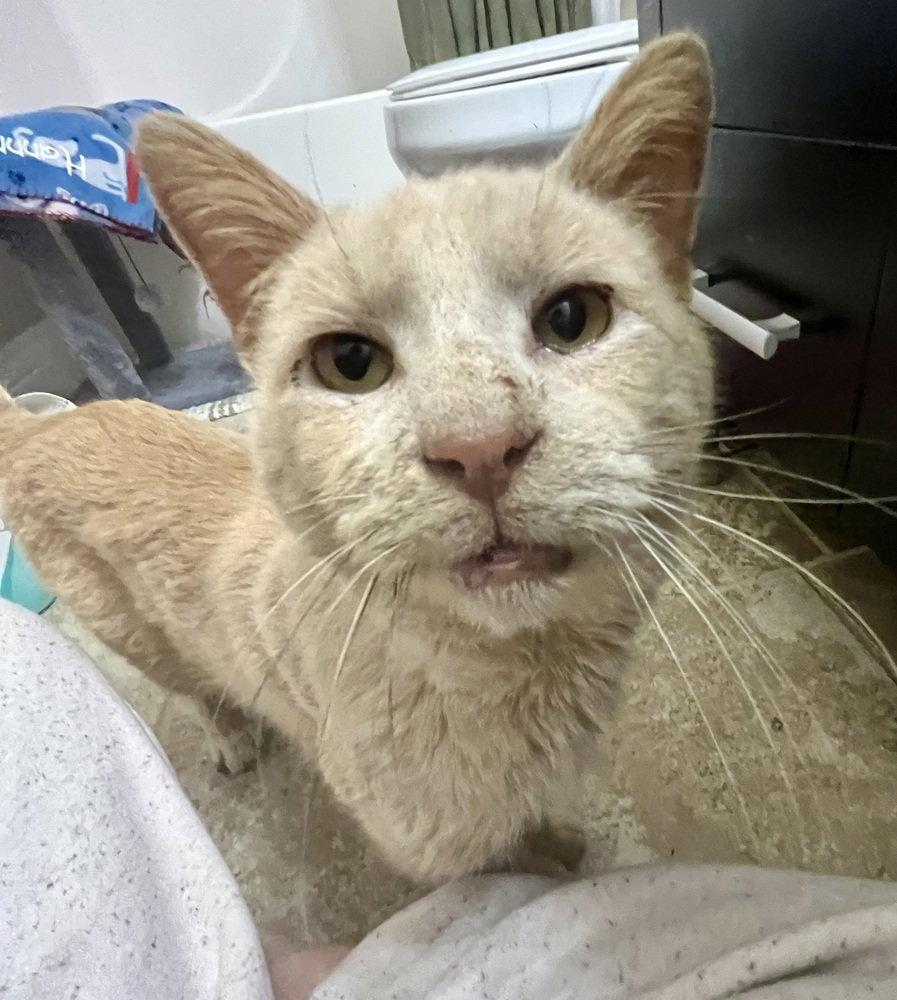 Enlarge Leroy, a Adoptable Domestic Short Hair in O'Fallon, MO image 2/3