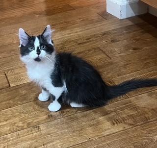 Sugar, Adoptable, Kitten Female Domestic Medium Hair & Domestic Short Hair.