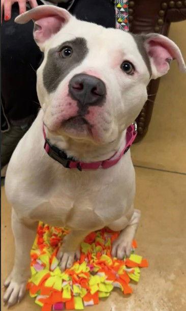 Dancer, Adoptable, Adult Male Pit Bull Terrier.