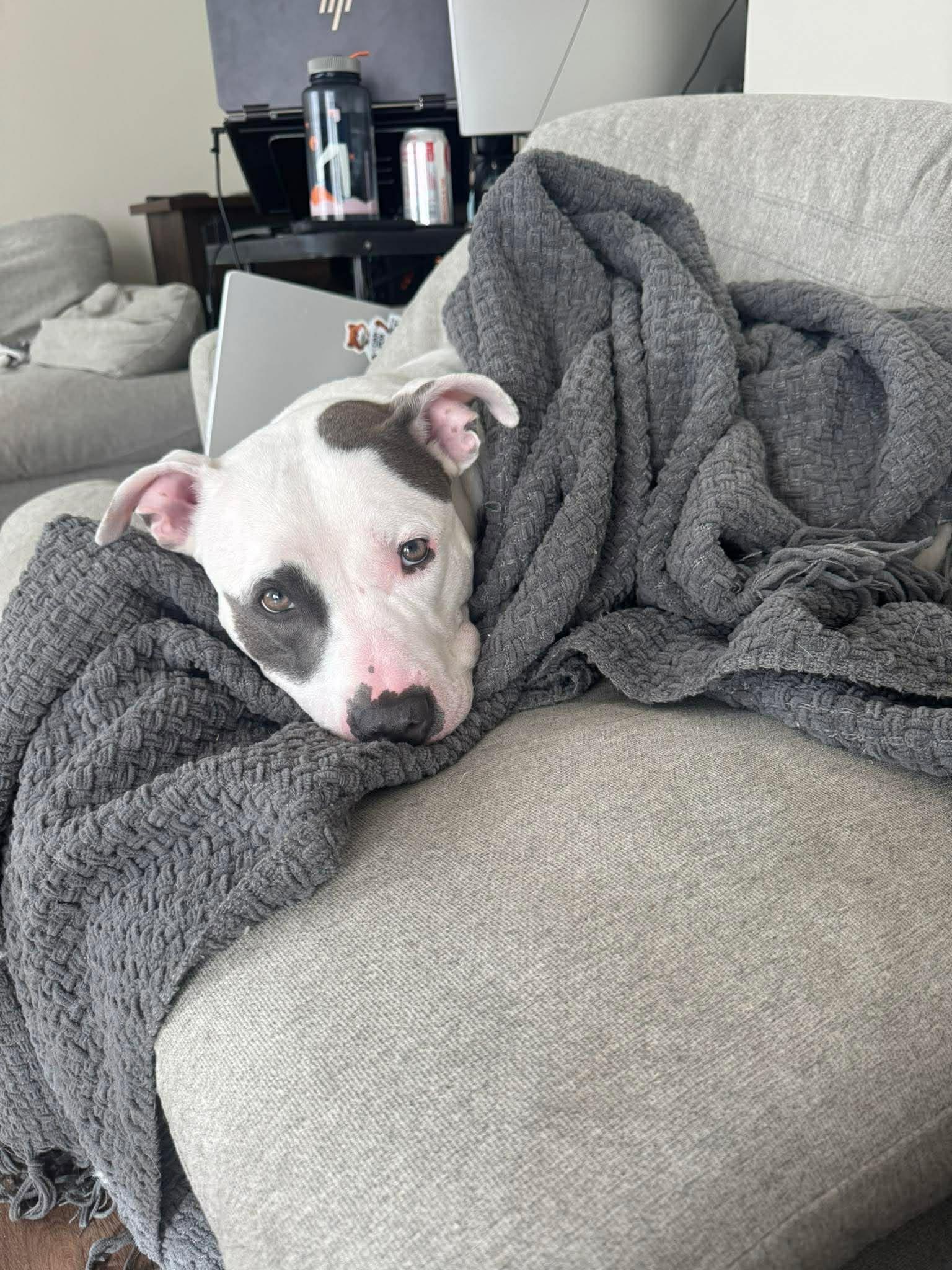 Dancer, a Adoptable Pit Bull Terrier in West Des Moines, IA image 2/3
