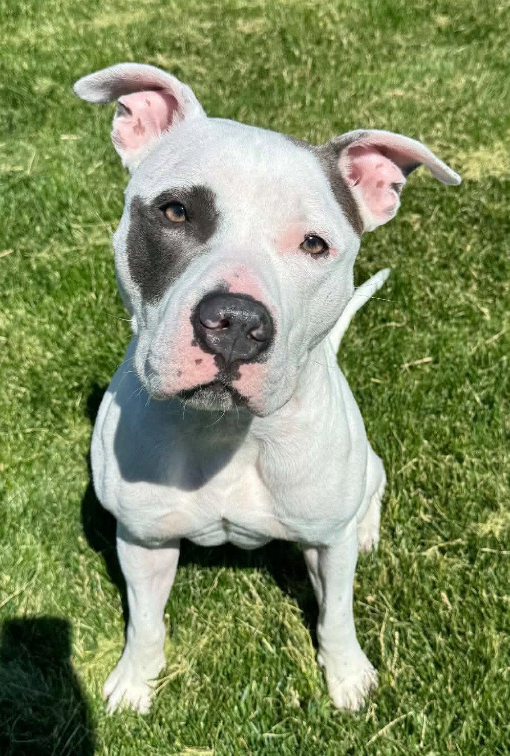 Dancer, Adoptable, Young Male Pit Bull Terrier.