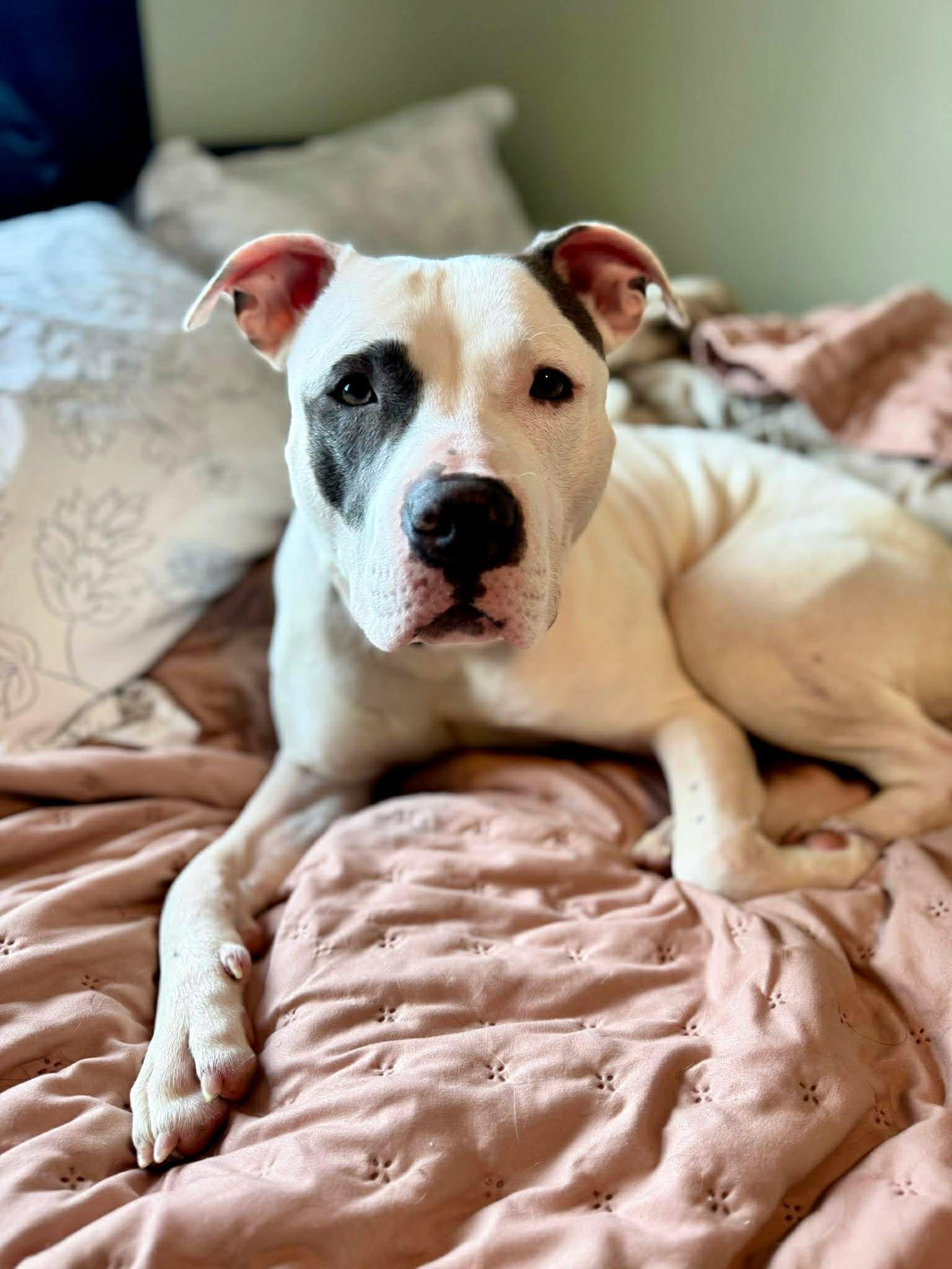 Dancer, a Adoptable Pit Bull Terrier in West Des Moines, IA image 3/3