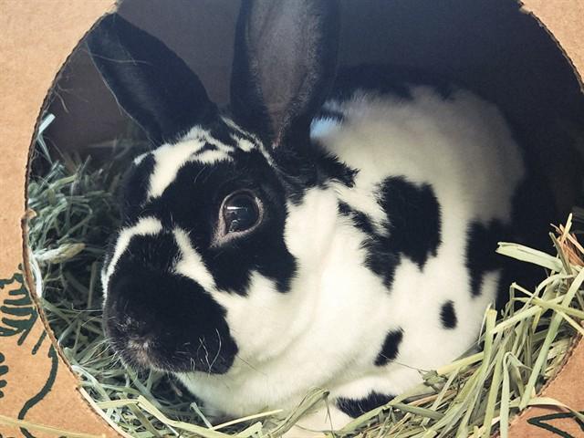 Enlarge BOREALIS, a Adoptable Mini Rex in St. Louis, MO image 1/1