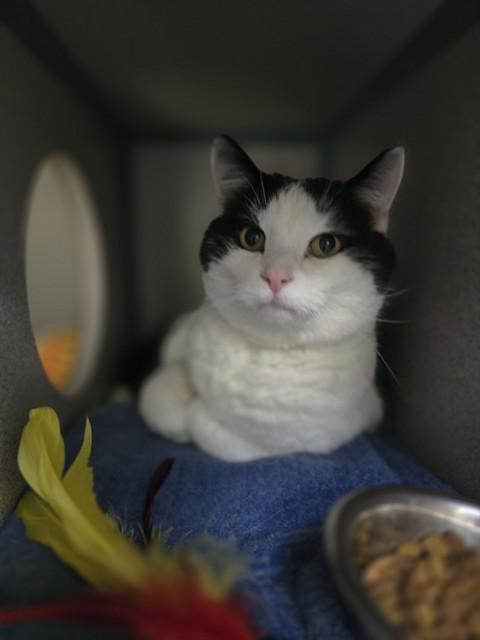Enlarge OTTERBOX, a Adoptable Domestic Short Hair in Aliquippa, PA image 1/1
