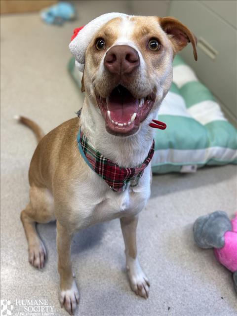 MILLIE, Adoptable, Young Female Labrador Retriever.