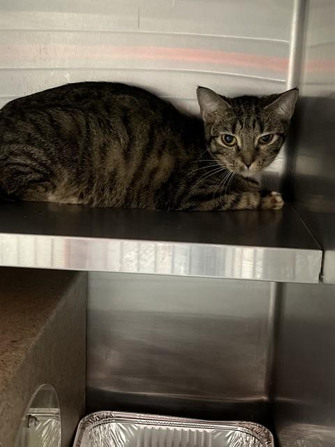 A794613, Adoptable, Young Female Domestic Short Hair.