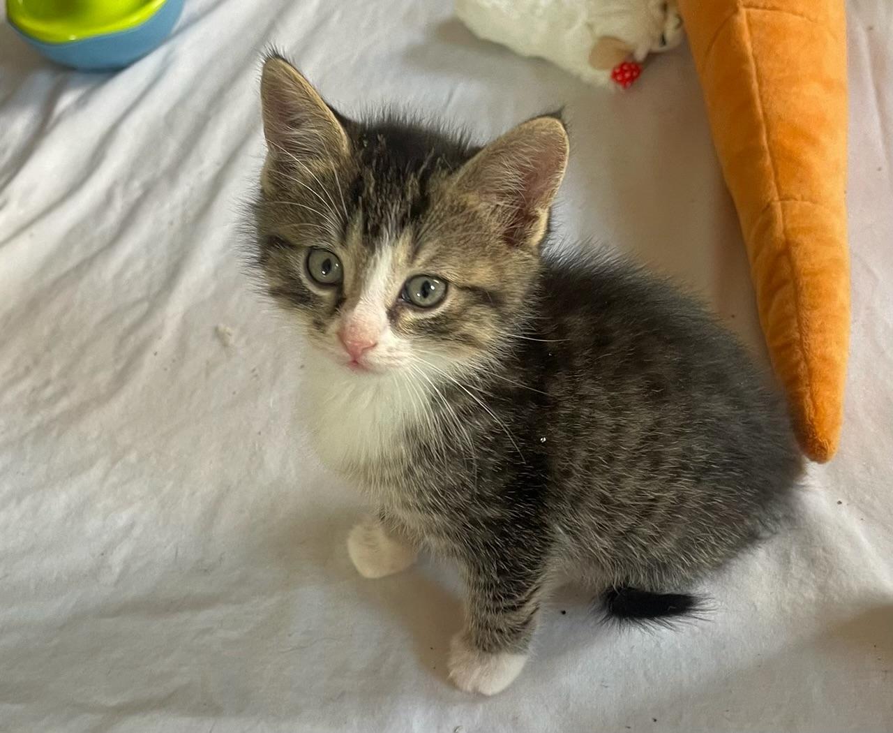 Enlarge tubbs, an adopted Domestic Short Hair in Hudson, NY image 1/1