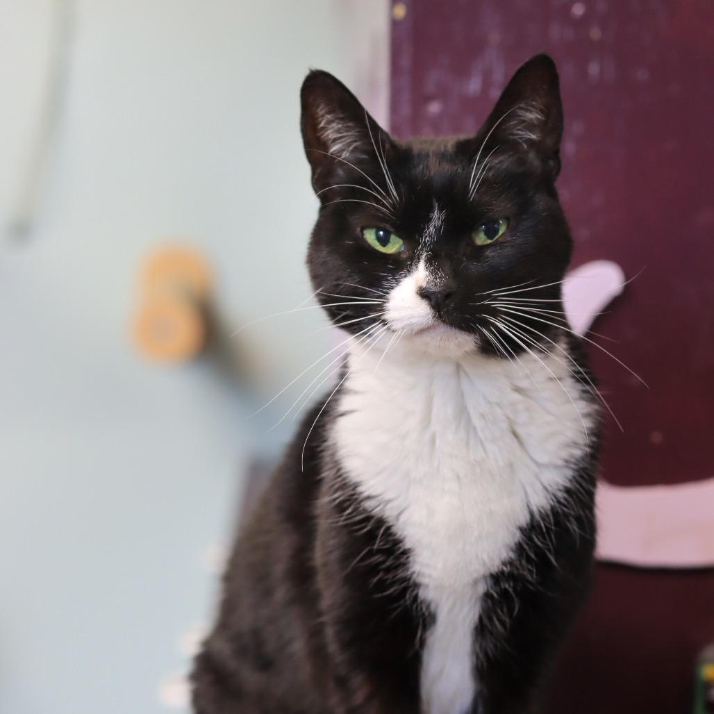 Julie Ann, a Adoptable American Shorthair in Priest River, ID image 1/3