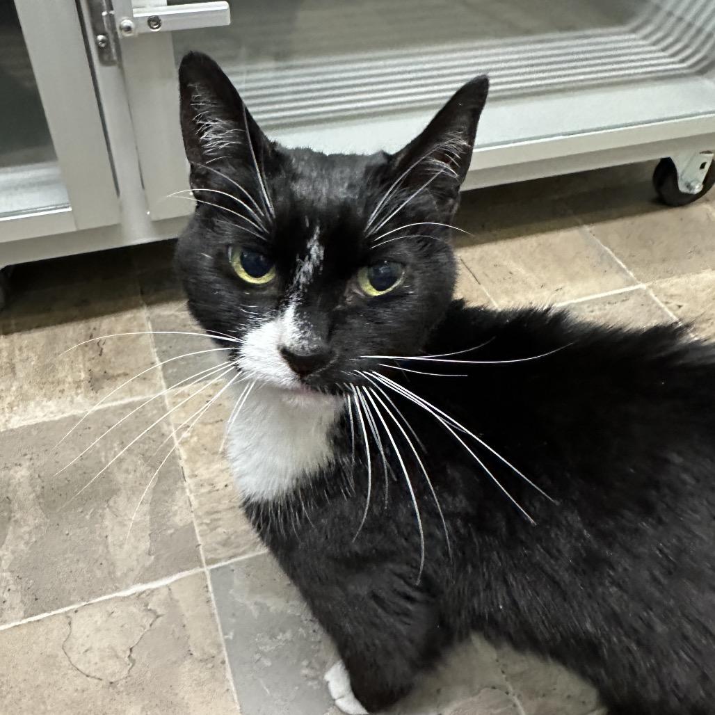 Enlarge Julie Ann, a Adoptable American Shorthair in Priest River, ID image 1/1