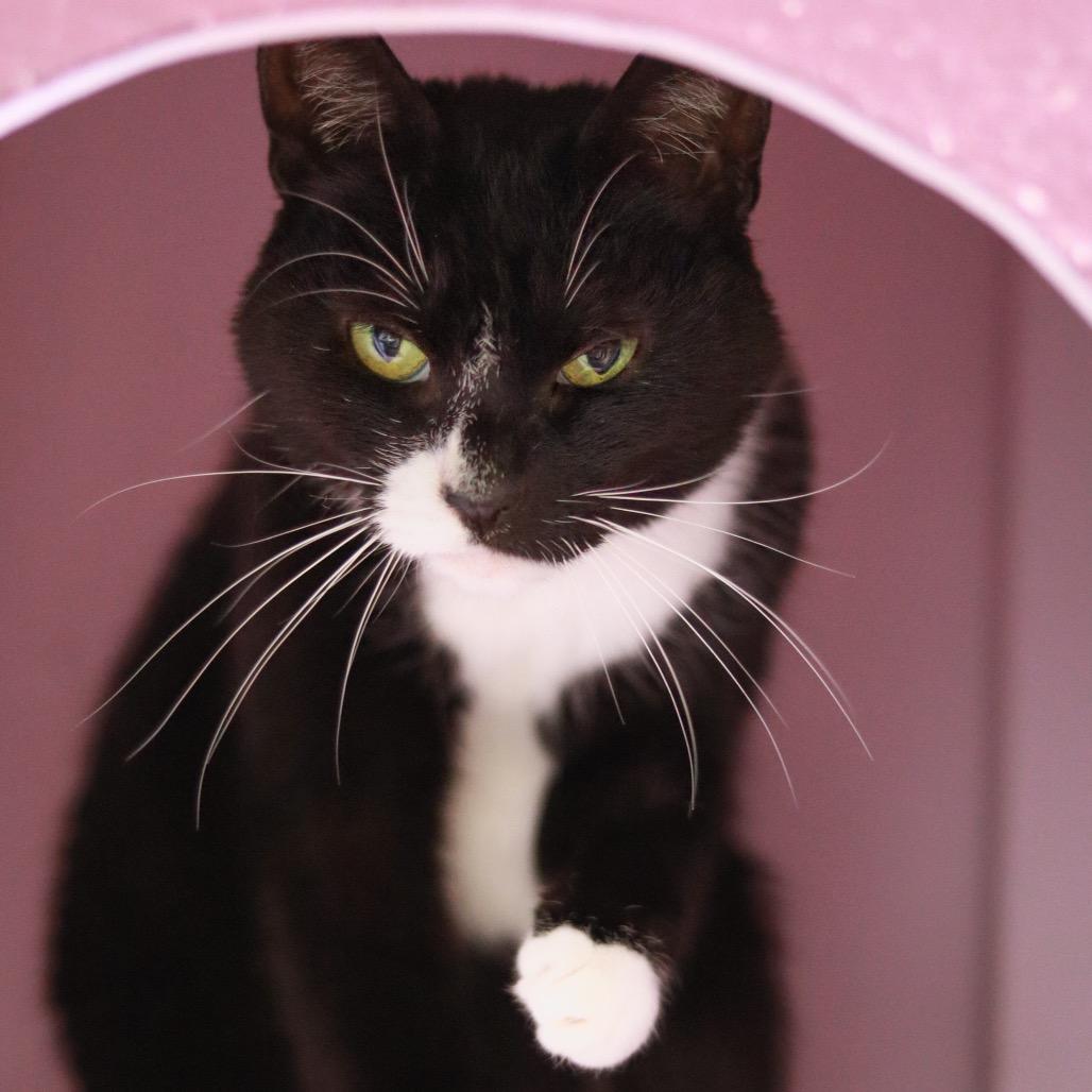 Julie Ann, a Adoptable American Shorthair in Priest River, ID image 3/3