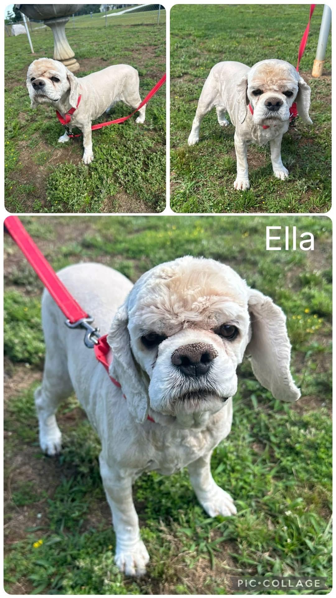 Ella, adopted, Adult Female Cocker Spaniel.