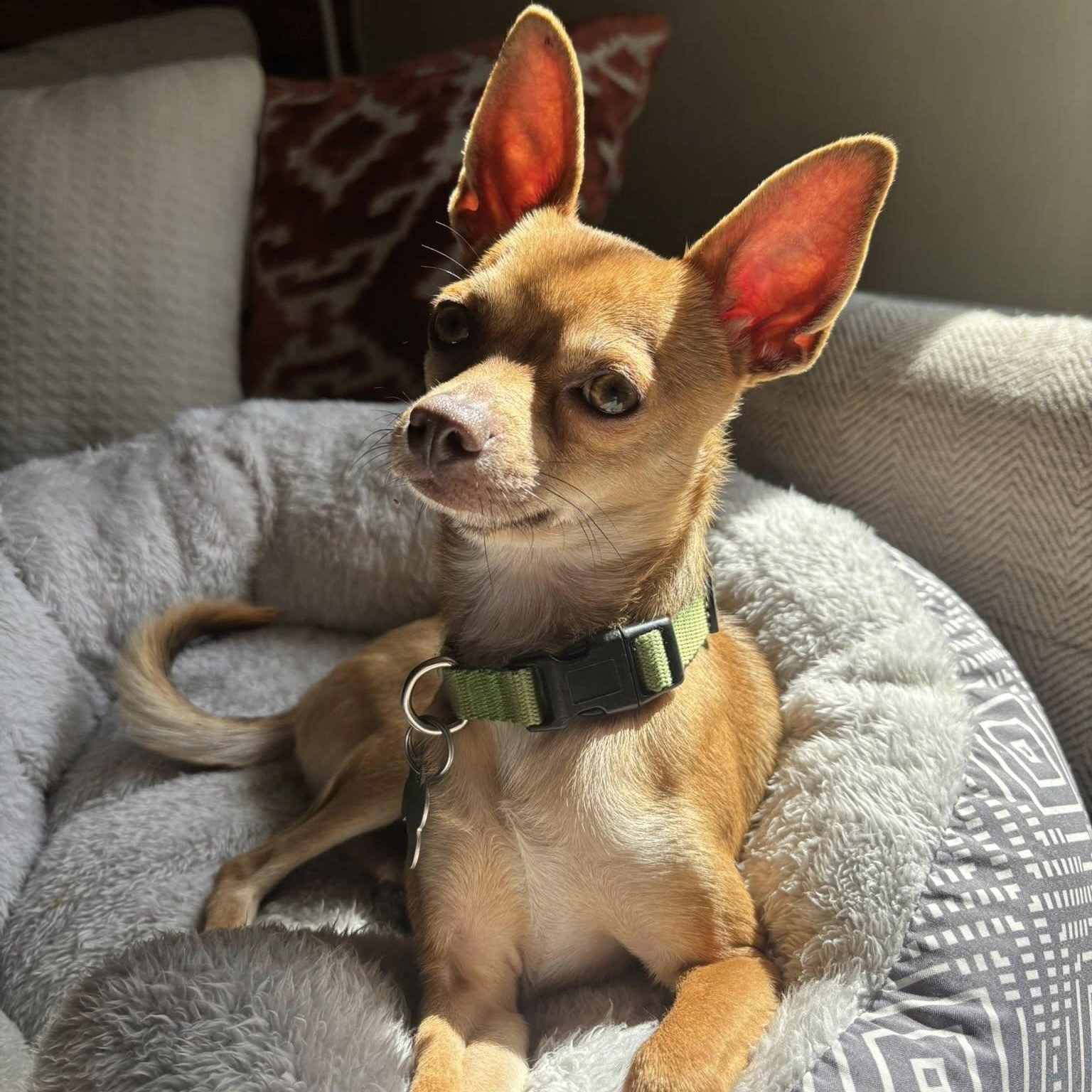 Enlarge Flaco, a ADOPTABLE mixed breed in Eugene, OR image 3/3