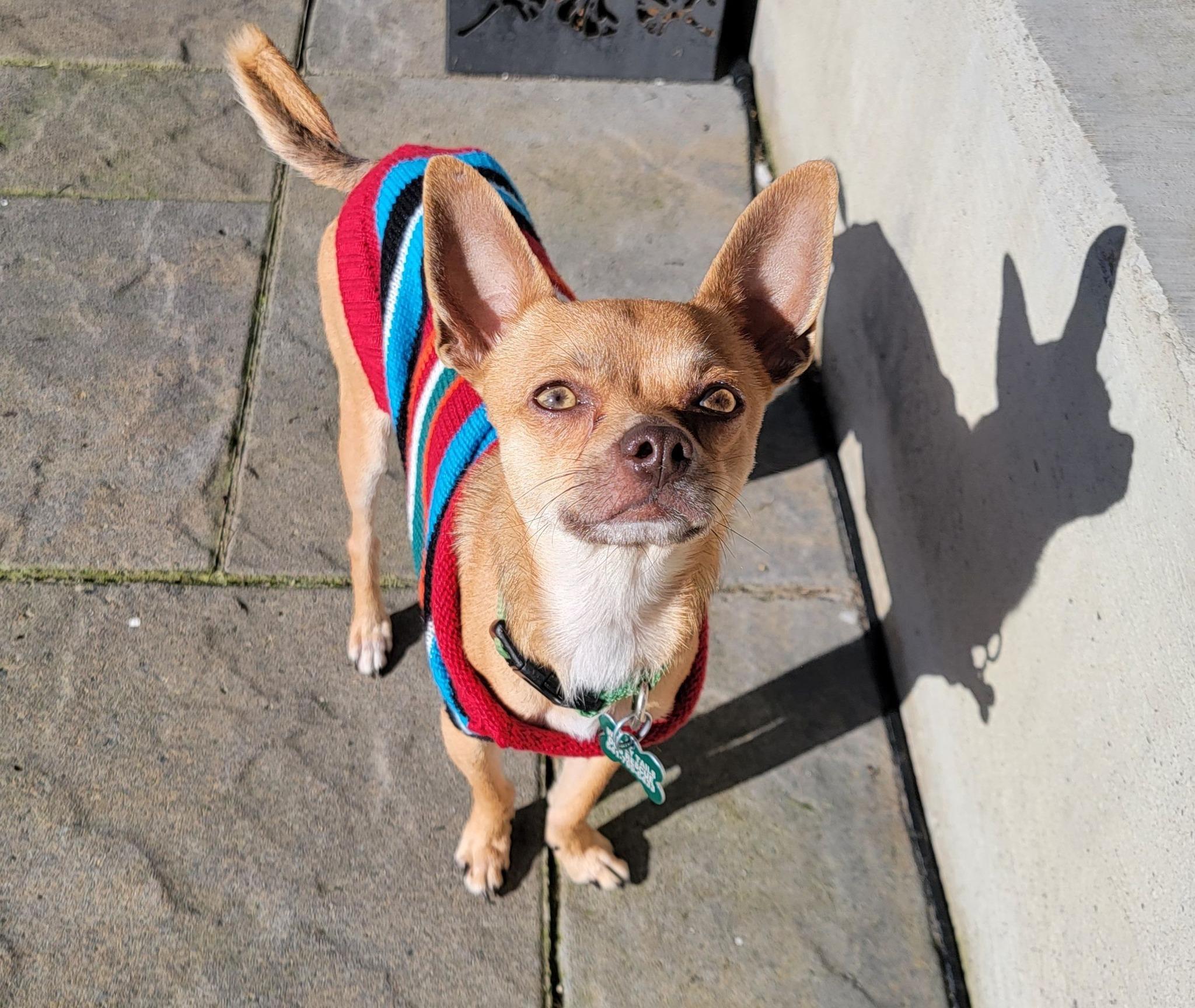 Flaco, ADOPTABLE, Young Male Chihuahua.
