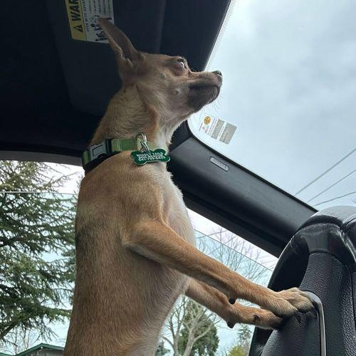 Enlarge Flaco, a ADOPTABLE mixed breed in Eugene, OR image 2/3