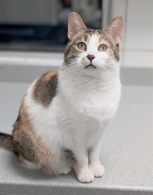 LISA, Adoptable, Adult Female Domestic Short Hair.