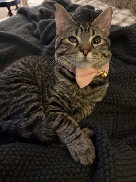Enlarge Foxy Cleopatra, a Adoptable Domestic Short Hair in Reading, PA image 1/2