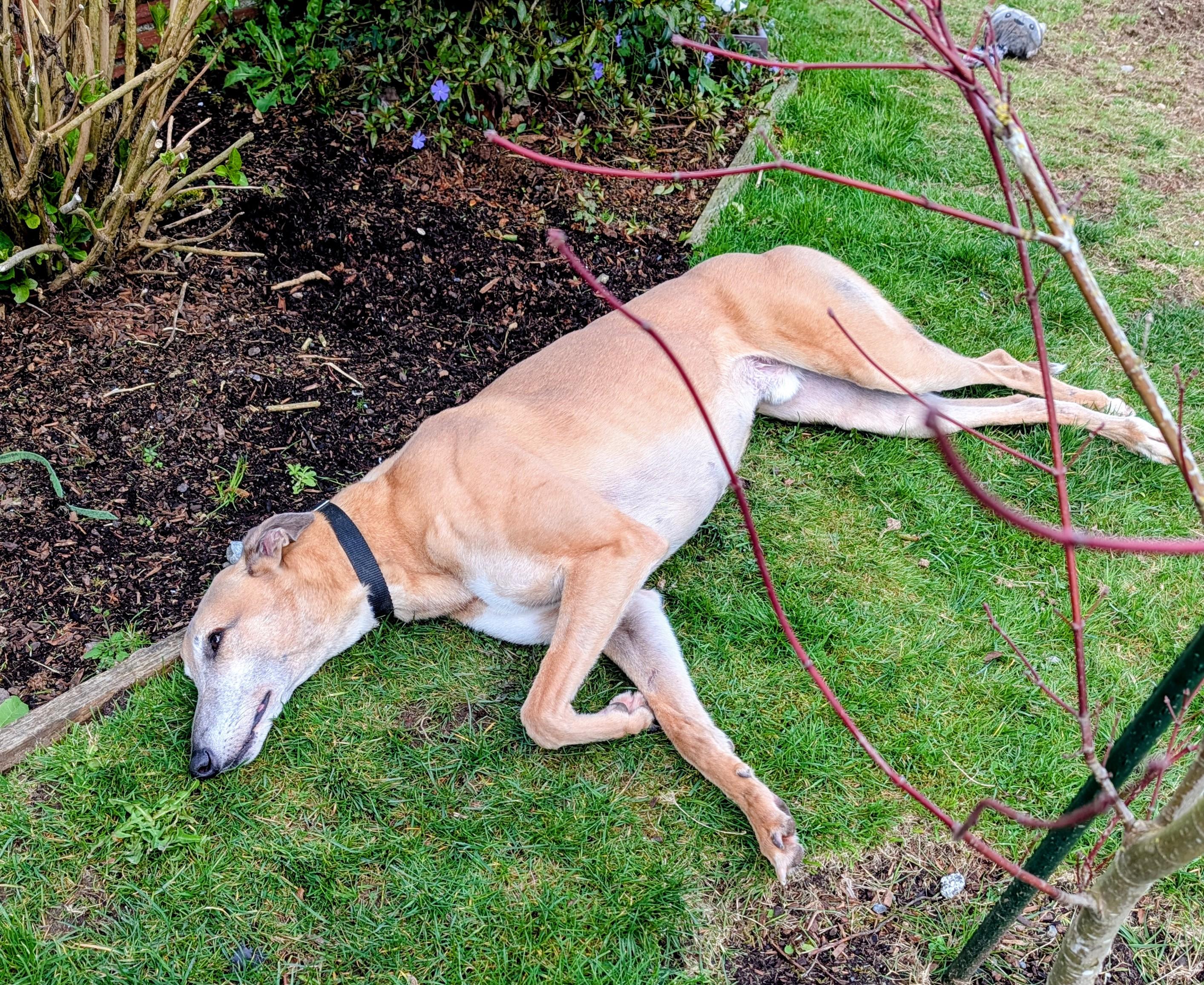 Enlarge Otis, a ADOPTABLE Greyhound in Seattle, WA image 2/5