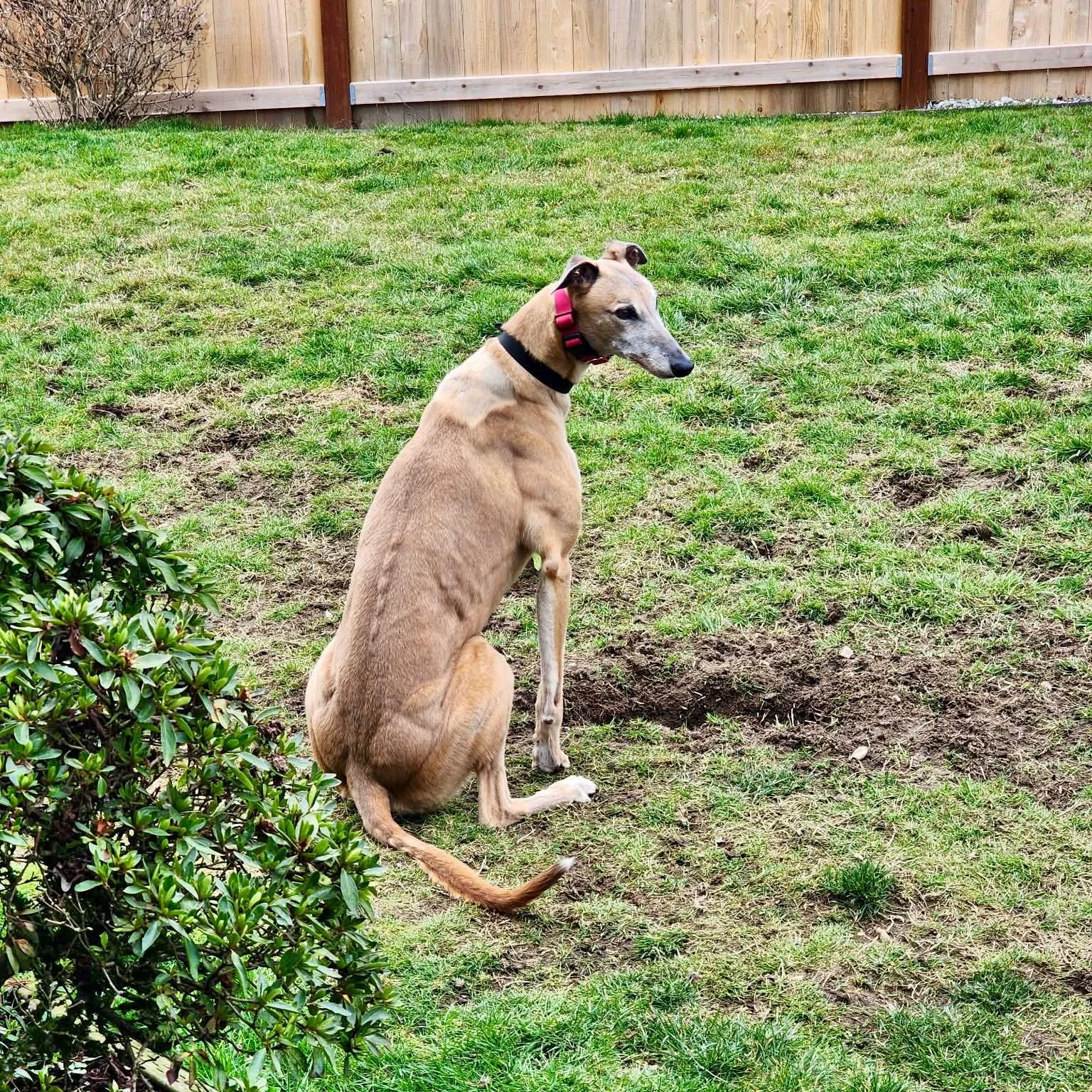 Enlarge Otis, a ADOPTABLE Greyhound in Seattle, WA image 5/5