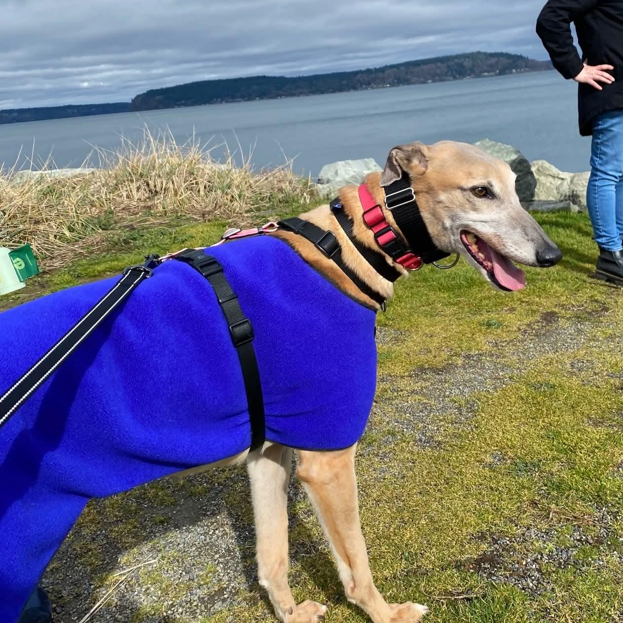 Enlarge Otis, a ADOPTABLE Greyhound in Seattle, WA image 4/5