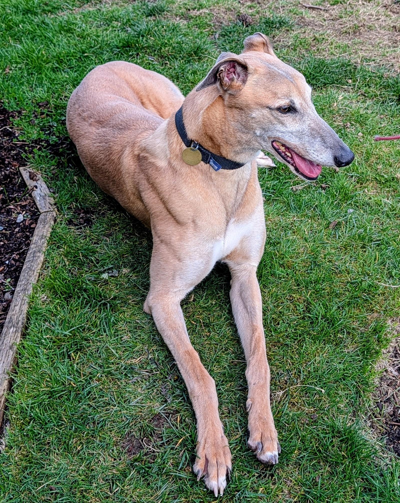 Enlarge Otis, a ADOPTABLE Greyhound in Seattle, WA image 3/5