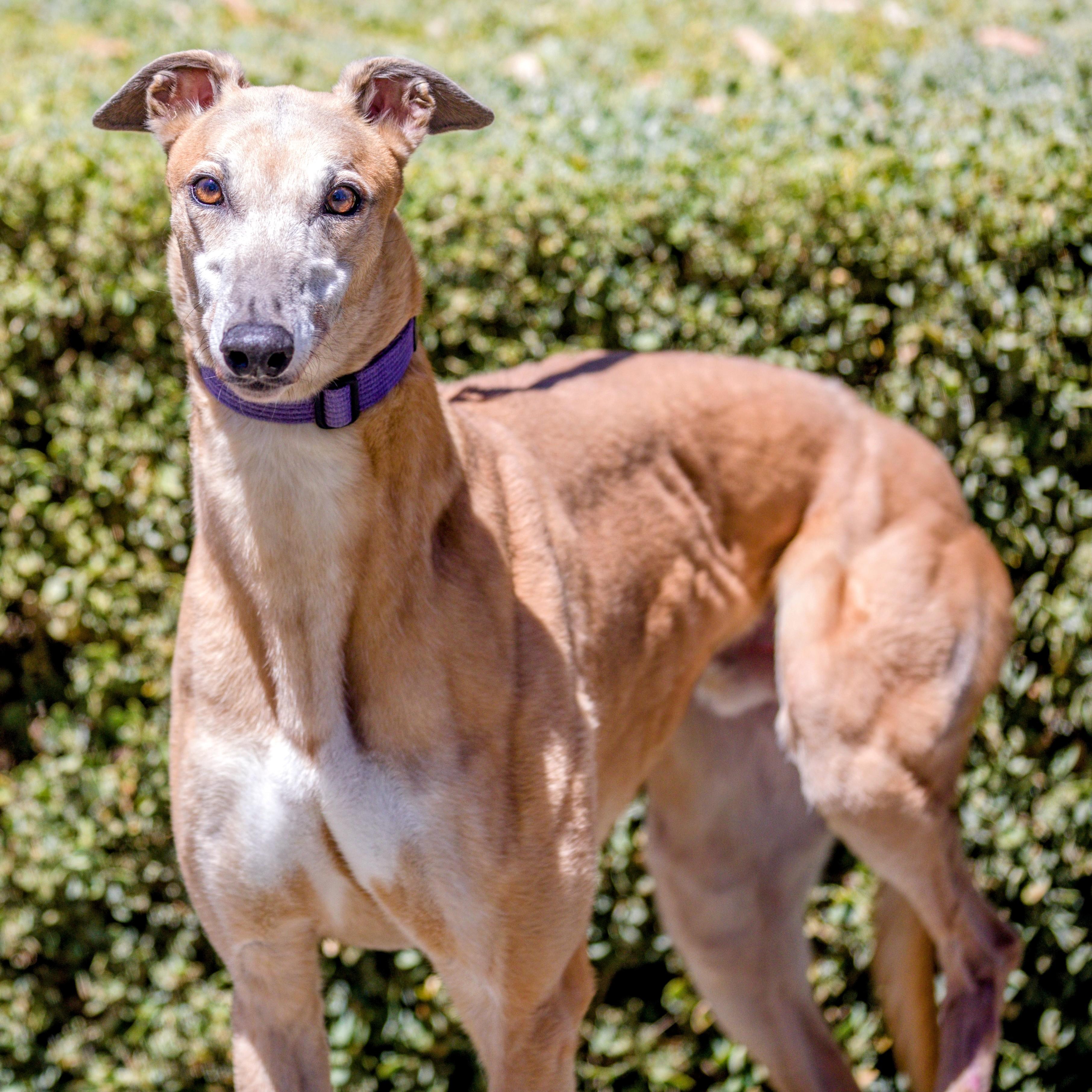 Otis, ADOPTABLE, Adult Male Greyhound.