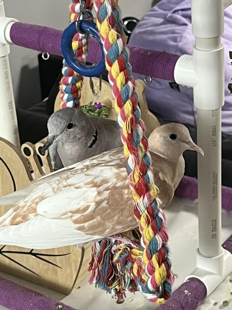 Dream & Molokai, Adoptable, Adult Unknown Dove.