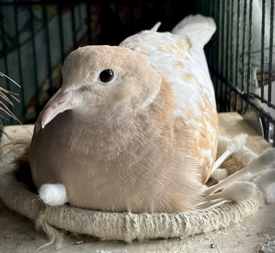 Enlarge Dream & Molokai, a Adoptable Dove in Batavia , IL image 2/3