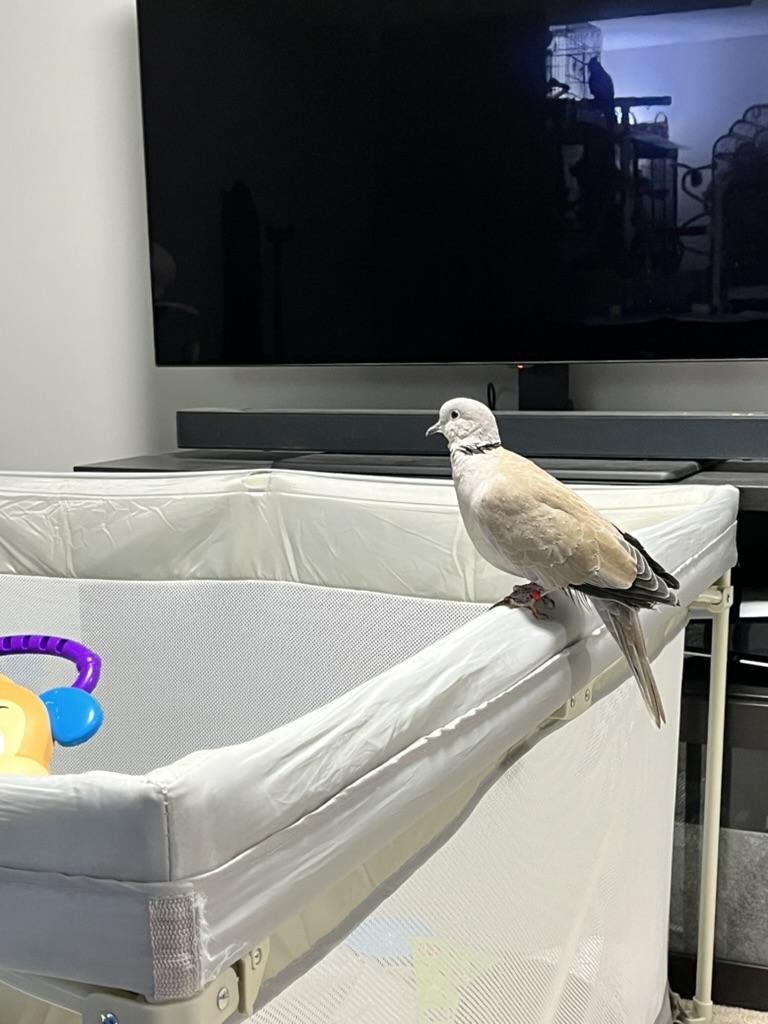 Enlarge Dream & Molokai, a Adoptable Dove in Batavia , IL image 3/3