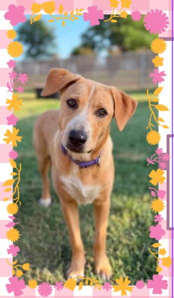 Flamingo, ADOPTABLE, Young Female Mixed Breed.