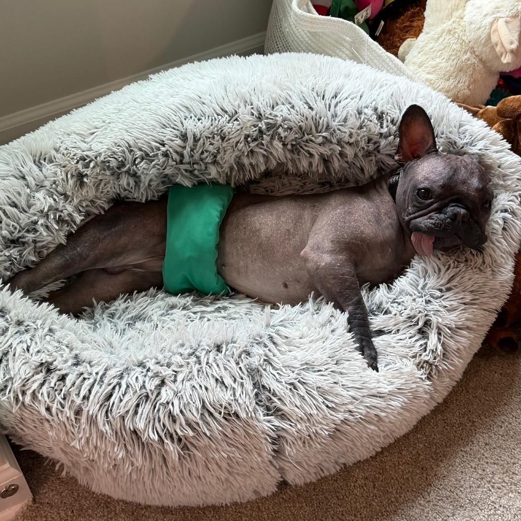 Enlarge Nuudle, a Adoptable mixed breed in Cincinnati, OH image 2/5