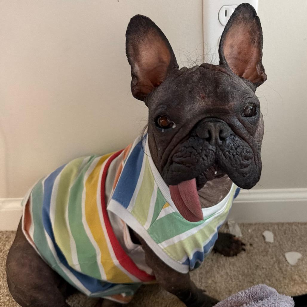 Enlarge Nuudle, a Adoptable mixed breed in Cincinnati, OH image 3/5